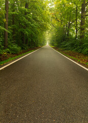 Green forest with asphalt road at misty fog morning weather. Traffic at dangerous weather concept background