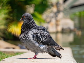 Close up shot of Feral pigeon in the Echo Park Lake