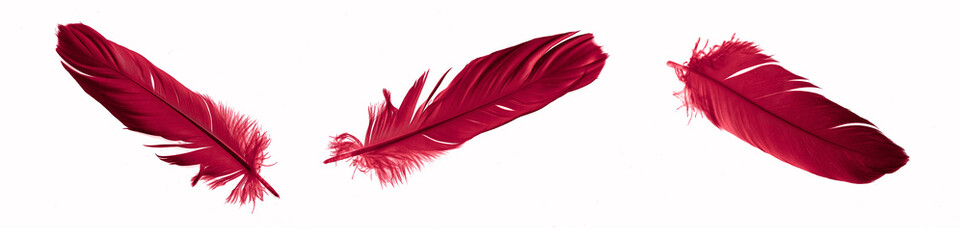 red feathers of a goose on a white isolated background