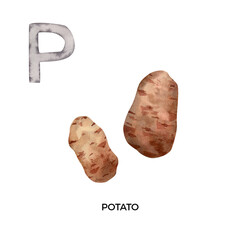Watercolor letter P with potato illustration. English ABC, alphabet with brown root potato vegetable illustration