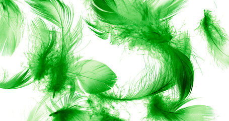 green duck feathers on a white isolated background