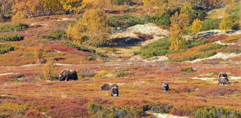 Musk ox (Ovibos moschatus) in the autumn