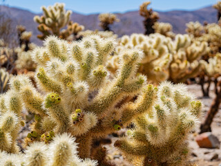 Cholla Cactus Garden in Joshua Tree National Park