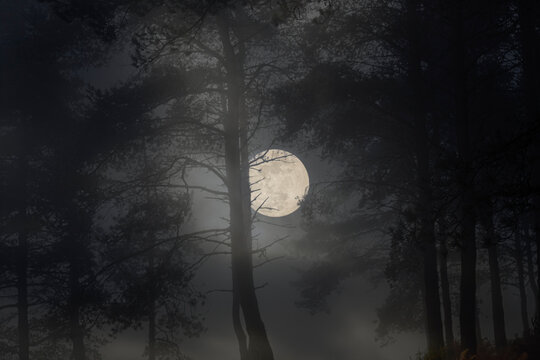 Rising moon in a creepy woods