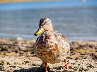 Close up shot of Domestic duck in Big Bear Lake area
