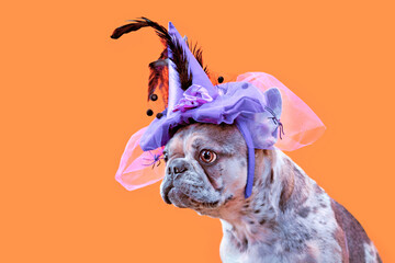 French Bulldog dog with Halloween costume witch hat on orange background