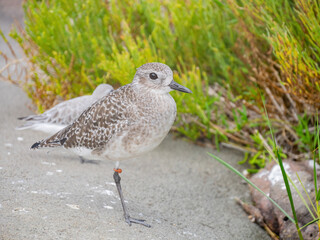 Close up shot of cute Grey plover