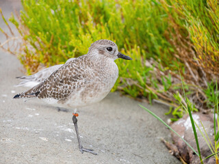 Close up shot of cute Grey plover