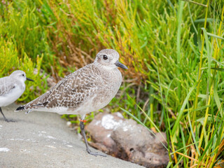 Close up shot of cute Grey plover