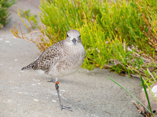 Close up shot of cute Grey plover