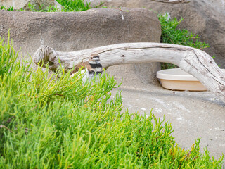 Close up shot of cute Killdeer