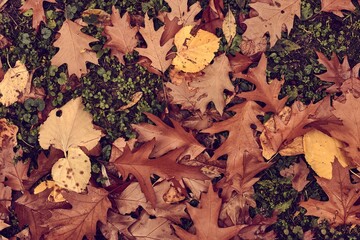 Fallen autumn leaves