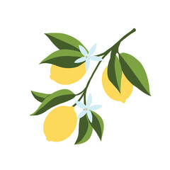 Isolated hand drawn lemon branch illustration. Floral print. Sketch Exotic tropical citrus fresh fruit, lemons with leaves and flowers. Vector cartoon minimalistic style . Doodle pattern
