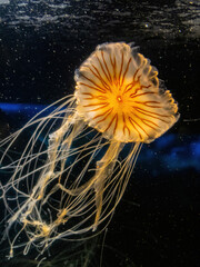 Close up shot of jellyfish swimming