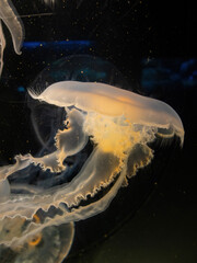 Close up shot of jellyfish swimming