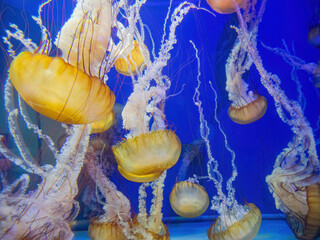 Close up shot of jellyfish swimming