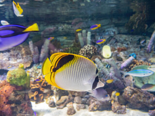 Fototapeta na wymiar Close up shot of many fish swimming in Aquarium