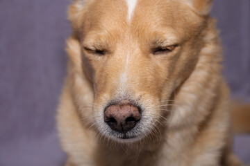 dog with closed eyes