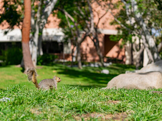 Close up shot of a Cute squirrel on ground