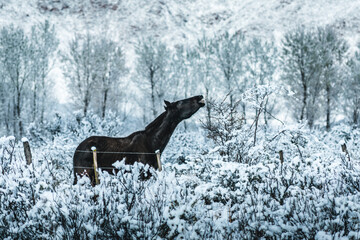 horse in winter