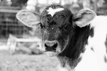 Wide eyed calf face close up on farm in black and white.