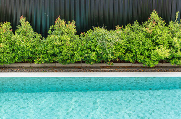 Fototapeta na wymiar Swimming pool with the garden tree by metal wall