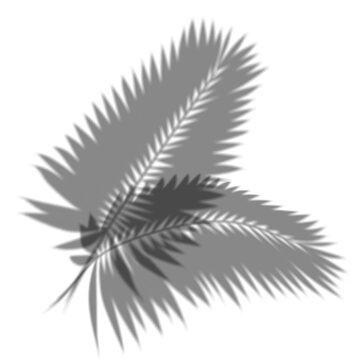 Palm leaf