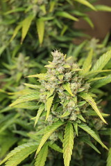 Cannabis bud macro shot with sugar trichomes before harvest