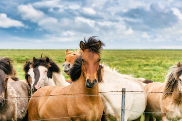 Icelandic brown horse standing among the herd on field in farmland on summer