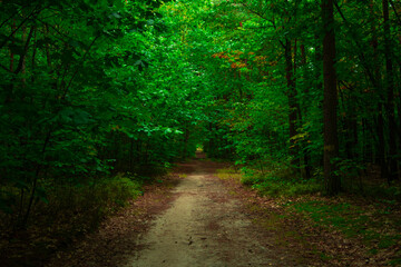 path in the woods