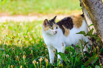 White and yellow pregnant domestic cat standing in a grass and looking to the right side.Summer day.