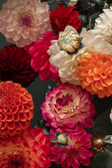 Full Frame Shot of pink purple Dahlia Flowers. Flower banner.Bright floral background. Selective focus.