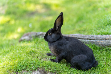 かわいい黒のうさぎ