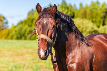 Obraz premium Brown Workhorse standing in a farmfield on a summer day.In a background outdoors nature trees.