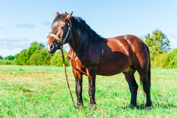 Obraz premium Brown Horse in a pasture of a farm. Chestnut Horse Standing Outdoor nature.Summer day.