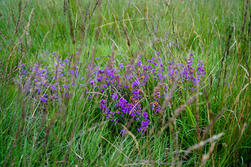 Pink and purple heather in the countryside