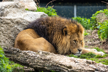 The lion, Panthera leo is one of the four big cats in the genus Panthera