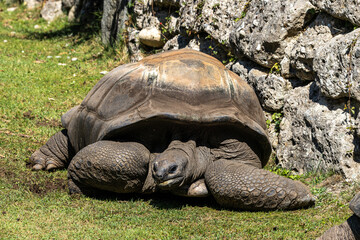Fototapeta premium Aldabra giant tortoise, Curieuse Marine National Park, Curieuse, Seychelles