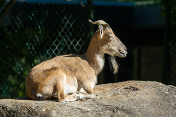 Turkmenian markhor, Capra falconeri heptneri living on the rocks