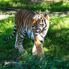 The Siberian tiger,Panthera tigris altaica in a park