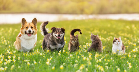 various fluffy dog and cat friends are sitting on the green grass in a sunny spring meadow - 533439098