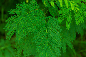 Tropical green leaves fresh blur background.