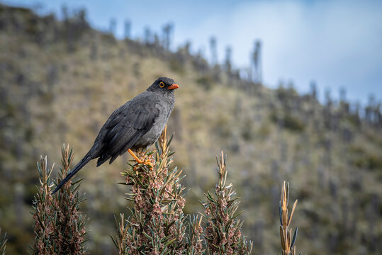 red winged blackbird in flight, Turdus fuscater, mirla.