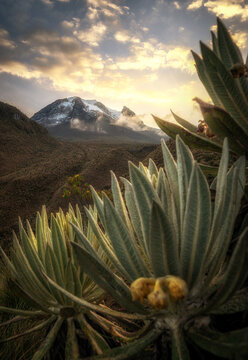 Tolima volcano, snow peak mountains of colombia, Dulima with the natural plant frailejon