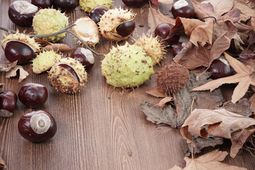 Dry leaves and wild chestnuts