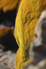 lichen on rock
