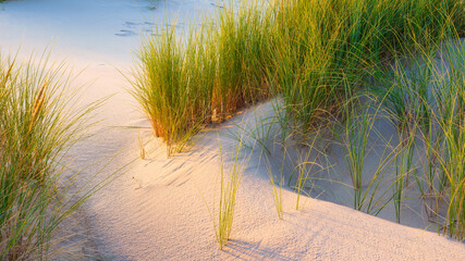 Grass on the sand. Soft light at sunset. A sandy shore at low tide. Travel image. Photography for design..