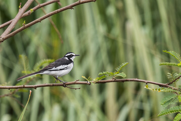 African Pied Wagtail - Motacilla aguimp, beautiful small perching bird from African fresh water banks, Uganda.