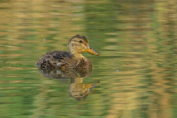 A young mallard swimming on a lake