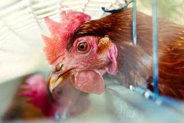 Pollos en el gallinero. Imagen de cerca de gallinas en la jaula. Granja ecológica y gallinas...